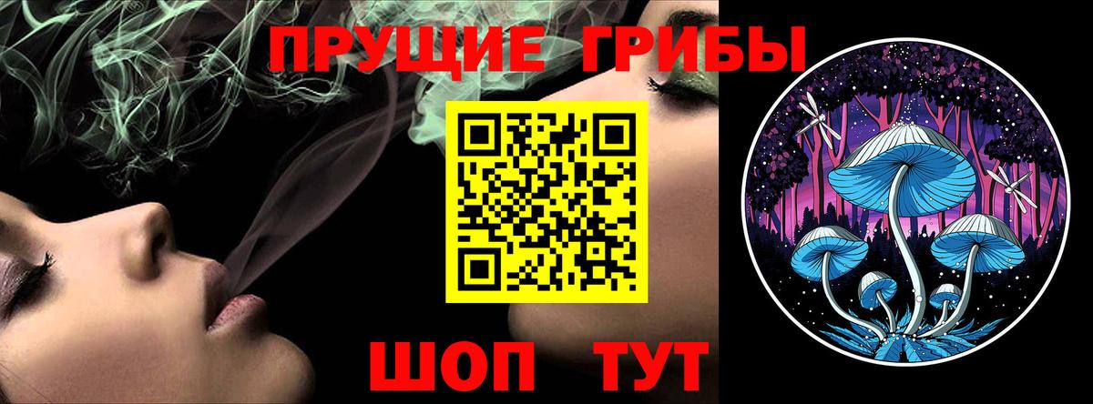 Псилоцибиновые грибы Psilocybe Горно-Алтайск