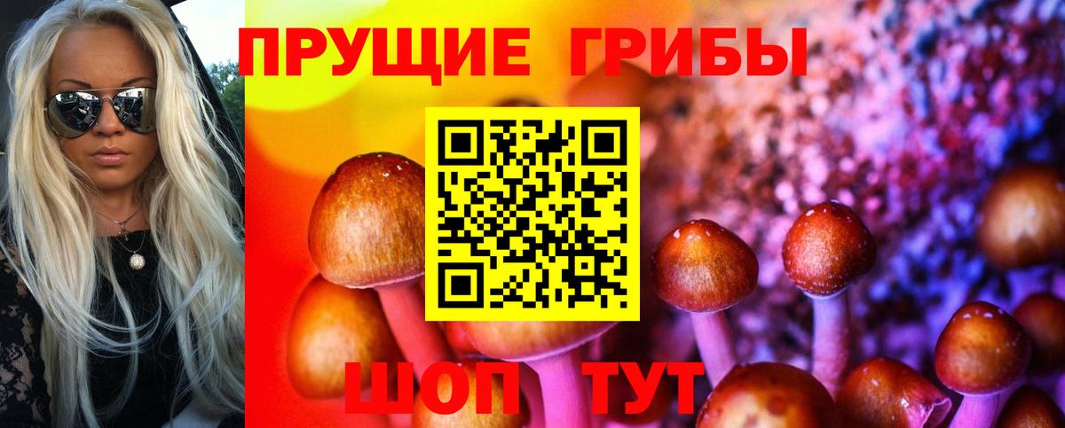 Псилоцибиновые грибы Cubensis  Вход с VPN  Горно-Алтайск 